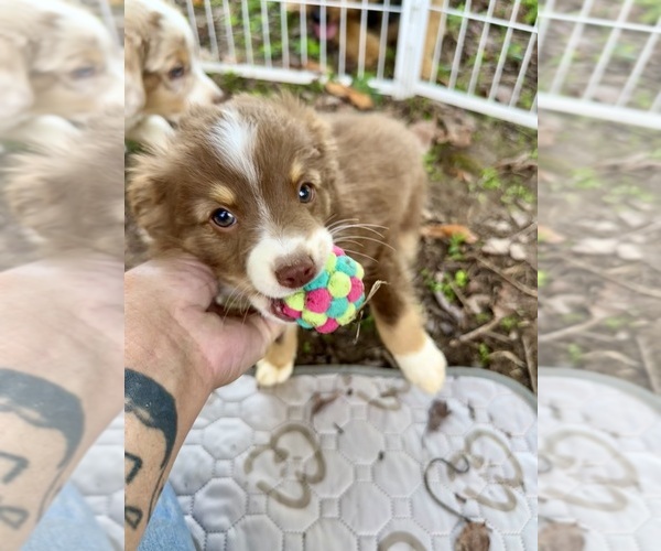 Medium Photo #3 Miniature Australian Shepherd Puppy For Sale in EXETER, MO, USA