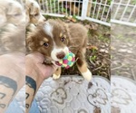 Small #2 Miniature Australian Shepherd
