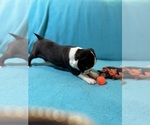 Small #3 Boston Terrier