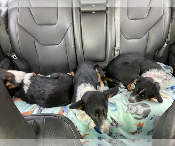 Medium Photo #8 Border Collie-Unknown Mix Puppy For Sale in Highland, IL, USA