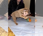 Puppy Blue Fawn Male English Bulldog