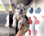 Small Photo #9 French Bulldog Puppy For Sale in COLORADO SPRINGS, CO, USA