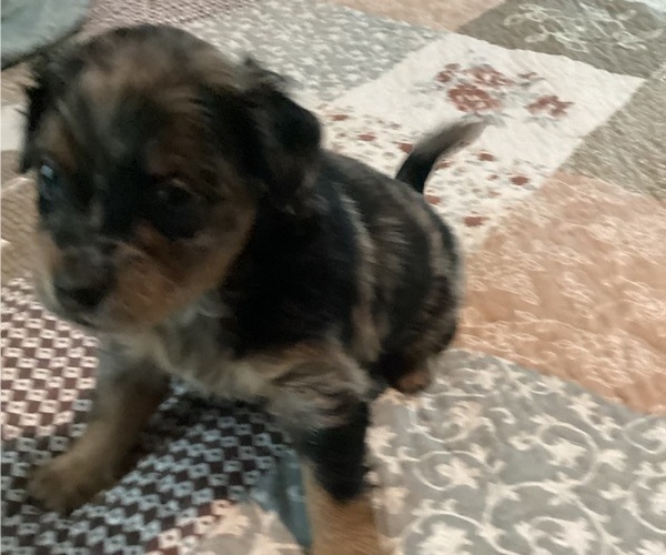 Medium Photo #3 German Hunting Terrier-Lowchen Mix Puppy For Sale in HENRICO, VA, USA