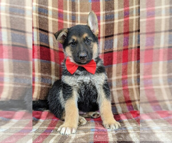 Medium Photo #2 German Shepherd Dog Puppy For Sale in COCHRANVILLE, PA, USA