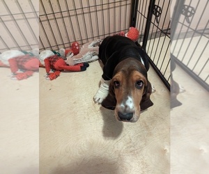 Basset Hound Puppy for sale in JEROME, ID, USA