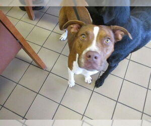 Labrador Retriever Dogs for adoption in Ocala, FL, USA