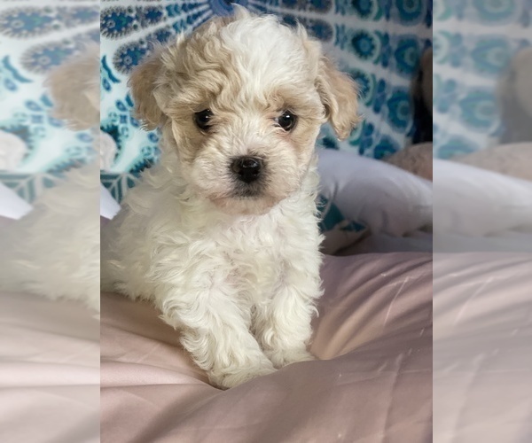 Medium Photo #1 Shih-Poo-Zuchon Mix Puppy For Sale in GALENA, NV, USA