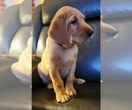 Small Photo #67 Labrador Retriever Puppy For Sale in BUFFALO, NY, USA