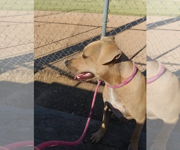 Medium Photo #4 Black Mouth Cur-Labrador Retriever Mix Puppy For Sale in Monticello, MS, USA