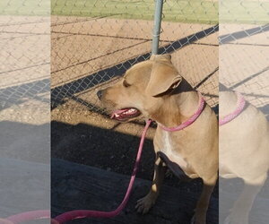 Parker - Male Black Mouth Cur-Labrador Retriever Mix Dog for Adoption - Photo #4