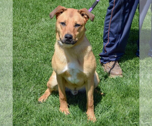 Medium Photo #4 Shepradors Puppy For Sale in Huntley, IL, USA