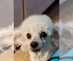 Brigette - Female Poodle (Toy) Dog for Adoption - Photo #2