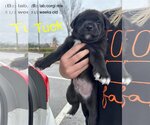 Small Photo #5 Labrador Retriever-Pembroke Welsh Corgi Mix Puppy For Sale in pomfret, CT, USA