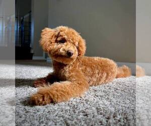 Poodle (Toy) Puppy for sale in Calgary, Alberta, Canada