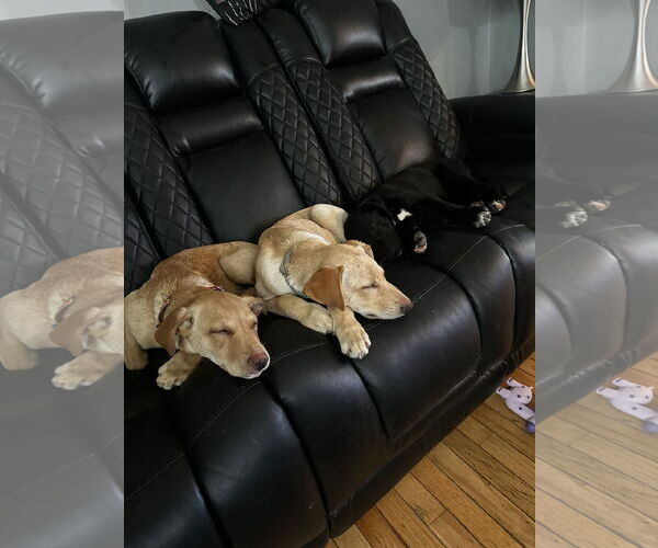 Medium Photo #4 Shepradors Puppy For Sale in Princeton, MN, USA