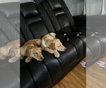 Small #3 Shepradors