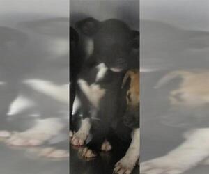 Mutt Dogs for adoption in Oklahoma City, OK, USA