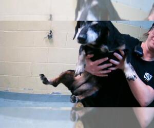 Dachshund Dogs for adoption in Tulsa, OK, USA