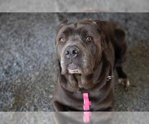Mutt Dogs for adoption in Moreno Valley, CA, USA