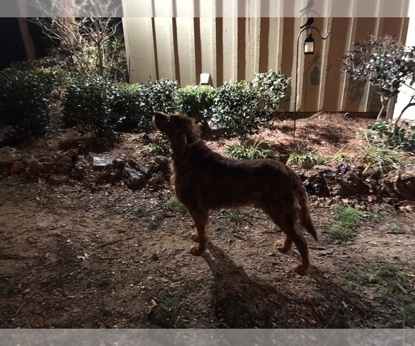 Medium Photo #12 Irish Setter Puppy For Sale in HAMILTON, AL, USA