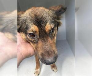German Shepherd Dog-Unknown Mix Dogs for adoption in Houston, TX, USA