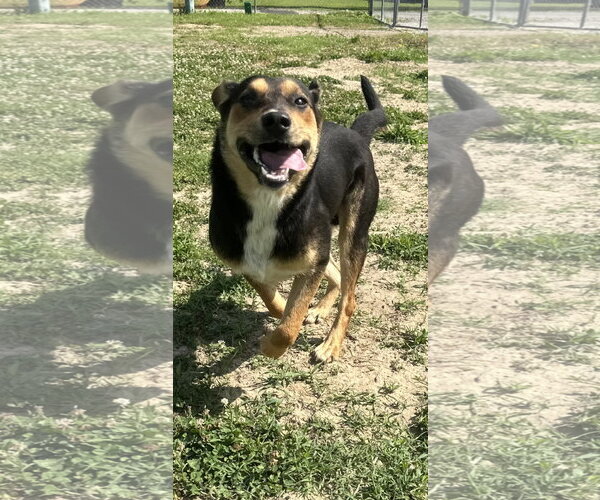 Medium Photo #6 Australian Shepherd-German Shepherd Dog Mix Puppy For Sale in Corning, AR, USA