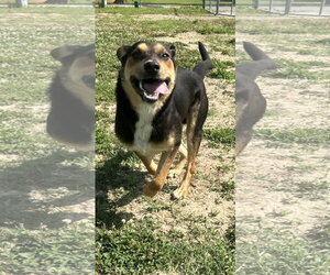 Scotch - Male Australian Shepherd-German Shepherd Dog Mix Dog for Adoption - Photo #6