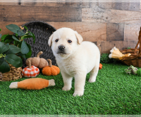 Medium Photo #2 Labrador Retriever Puppy For Sale in SYRACUSE, IN, USA