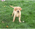 Image preview for Ad Listing. Nickname: Cheyenne