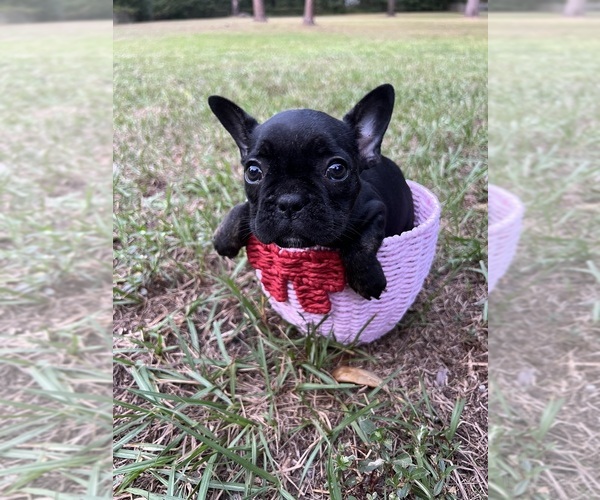 Medium Photo #6 French Bulldog Puppy For Sale in LUTZ, FL, USA