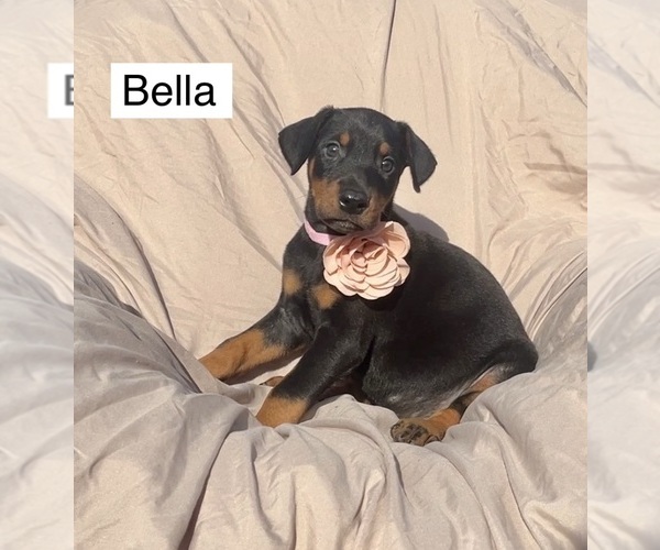 Medium Photo #6 Doberman Pinscher Puppy For Sale in POMEROY, OH, USA