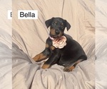 Small #5 Doberman Pinscher