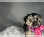 Small #12 Morkie
