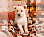 Litter of 3 - Female German Shepherd DogLitter of Puppies for Sale - Photo #3