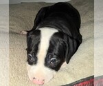 Small #9 American Bulldog