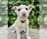 Small Mutt