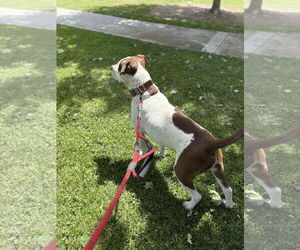 Gumbo - Male American Bulldog-German Shorthaired Pointer Mix Dog for Adoption - Photo #2