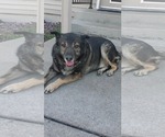 Small #1 German Shepherd Dog Mix