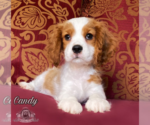 Medium Cavalier King Charles Spaniel