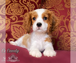 Small Photo #1 Cavalier King Charles Spaniel Puppy For Sale in MIAMI, FL, USA