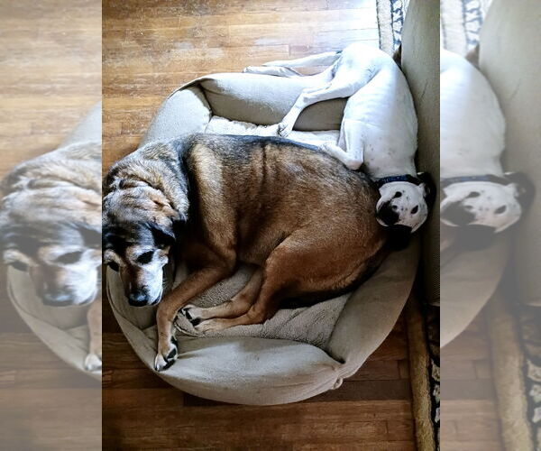Medium Photo #5 Mutt Puppy For Sale in Mount Laurel, NJ, USA