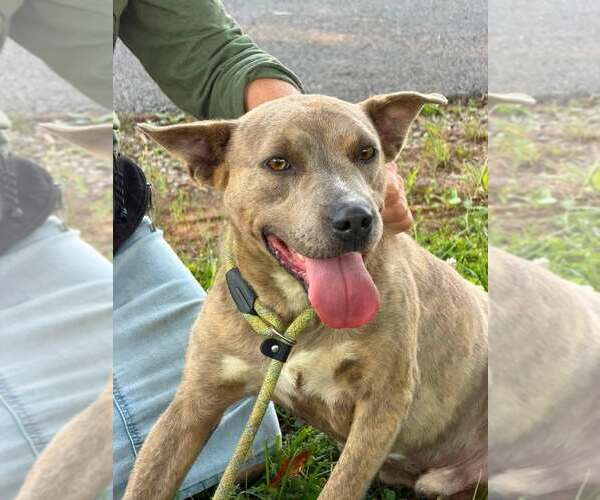 Medium Photo #2 Mutt Puppy For Sale in Hillsboro, NH, USA