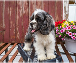 Small Photo #7 Cocker Spaniel Puppy For Sale in WAKARUSA, IN, USA