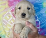 Puppy Sunshine Yellow Golden Retriever