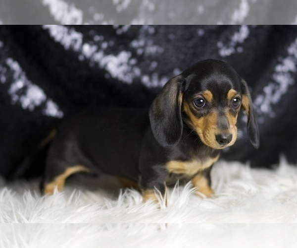 Medium Photo #76 Dachshund Puppy For Sale in WARSAW, IN, USA