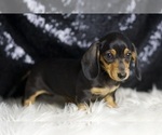 Small #2 Dachshund