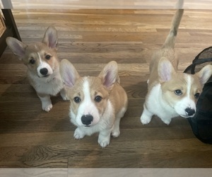 Pembroke Welsh Corgi Litter for sale in SOUTH BEND, IN, USA