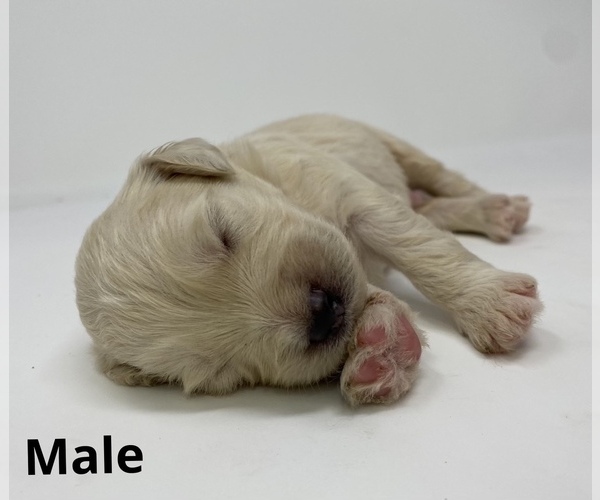 Medium Photo #1 Goldendoodle Puppy For Sale in MONCLOVA, OH, USA