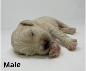 Goldendoodle Puppy for sale in MONCLOVA, OH, USA