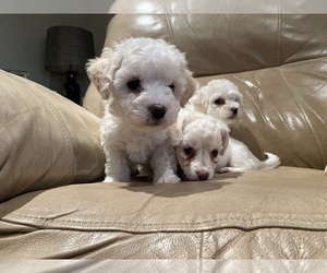 Maltipoo Puppy for sale in MIRA LOMA, CA, USA